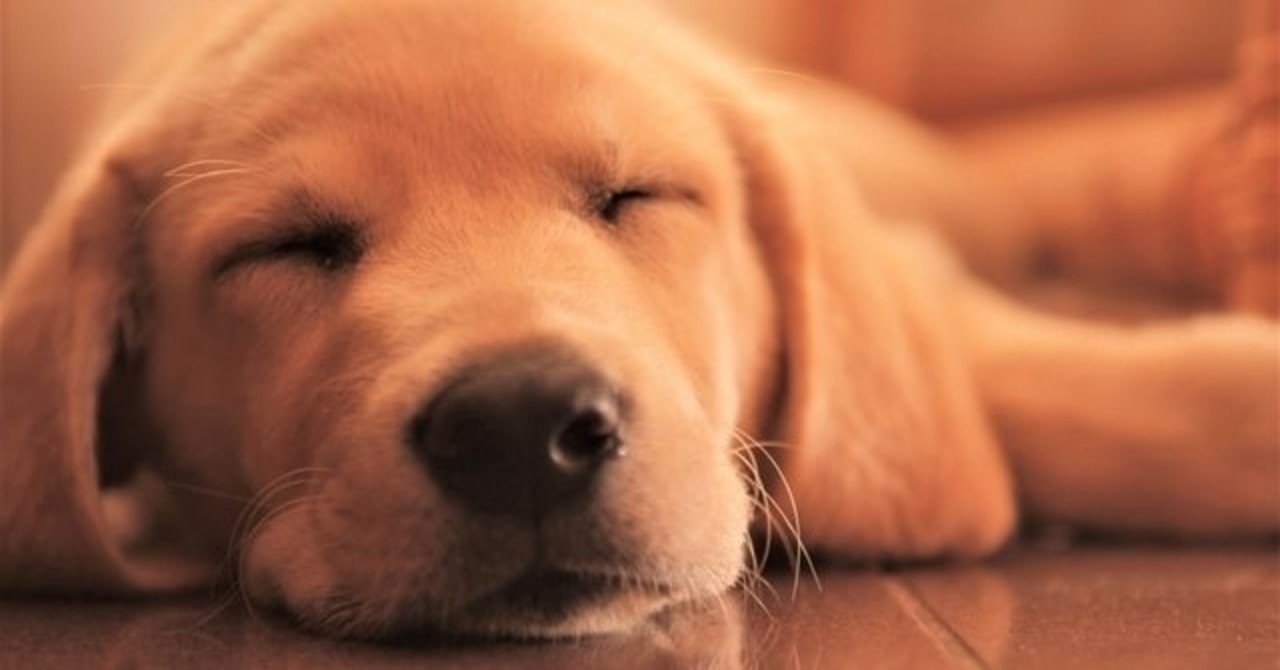 獣医師解説 犬の玉ねぎ中毒 症状 原因 治療法 Vet1013 Note