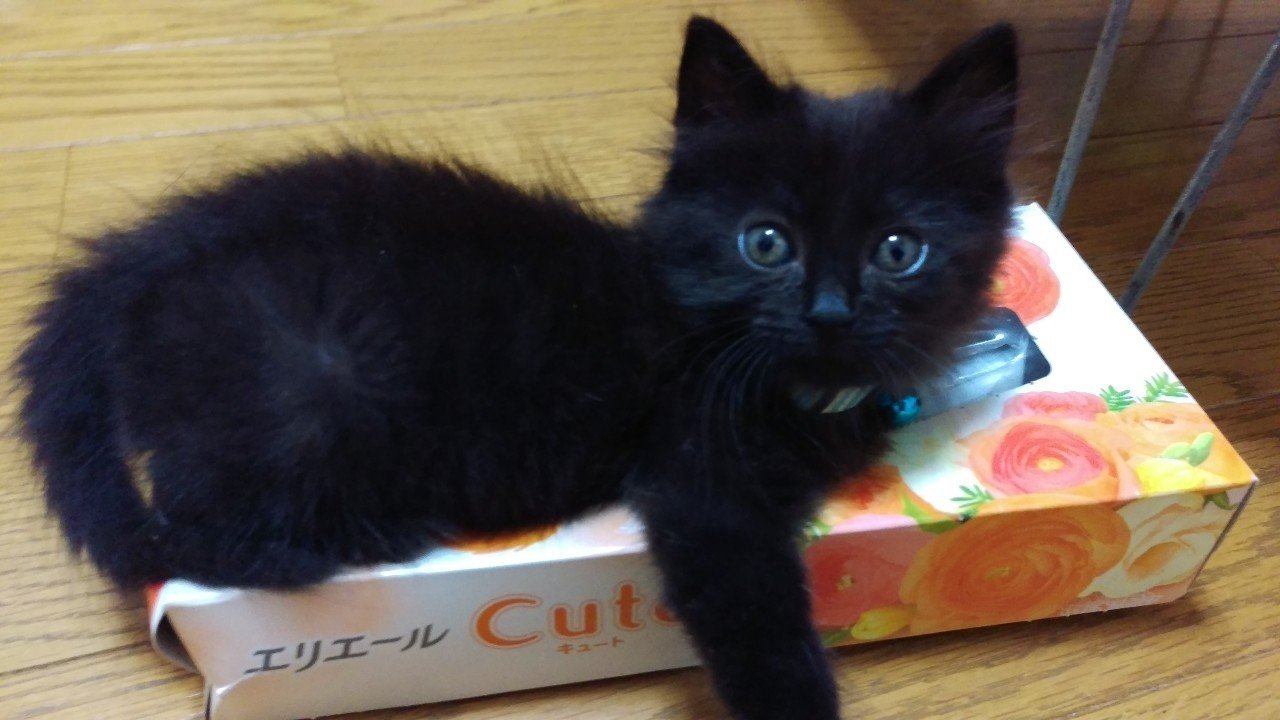 マーブルとビターのご紹介 ロミー Note