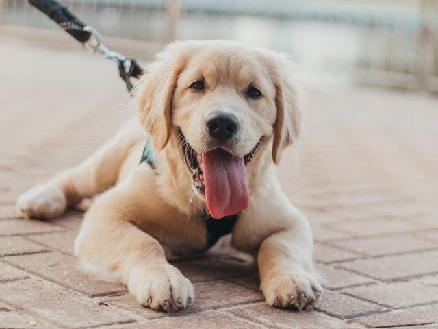 獣医師解説 犬の玉ねぎ中毒 症状 原因 治療法 Vet1013 Note 獣医師解説 犬の玉ねぎ中毒 症状 原因 治療法 Vet1013 Note
