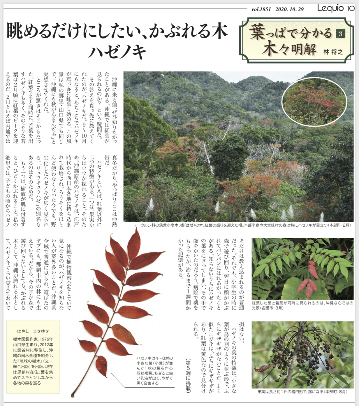 眺めるだけにしたい かぶれる木 ハゼノキ 林 将之 Masayuki Hayashi Note 眺めるだけにしたい かぶれる木 ハゼノキ 林 将之 Masayuki Hayashi Note