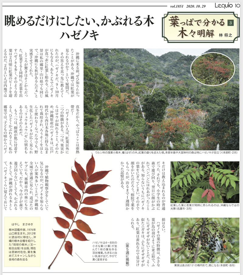 連載 葉っぱでわかる沖縄の木々明解3 ハゼノキ 林 将之 Masayuki Hayashi Note 連載 葉っぱでわかる沖縄の木々明解3 ハゼノキ 林 将之 Masayuki Hayashi Note