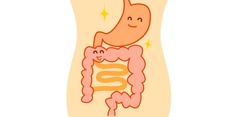 キャベツは胃腸に優しい Yokoito イラスト Note キャベツは胃腸に優しい Yokoito イラスト Note