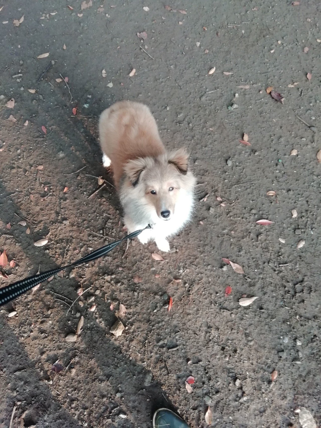 愛犬に保険必須 段差注意 生後2か月で骨折したうちの犬の話 しぇるてぃ眼科医 毎日更新中 コーチング勉強中 ピラティス好き Note
