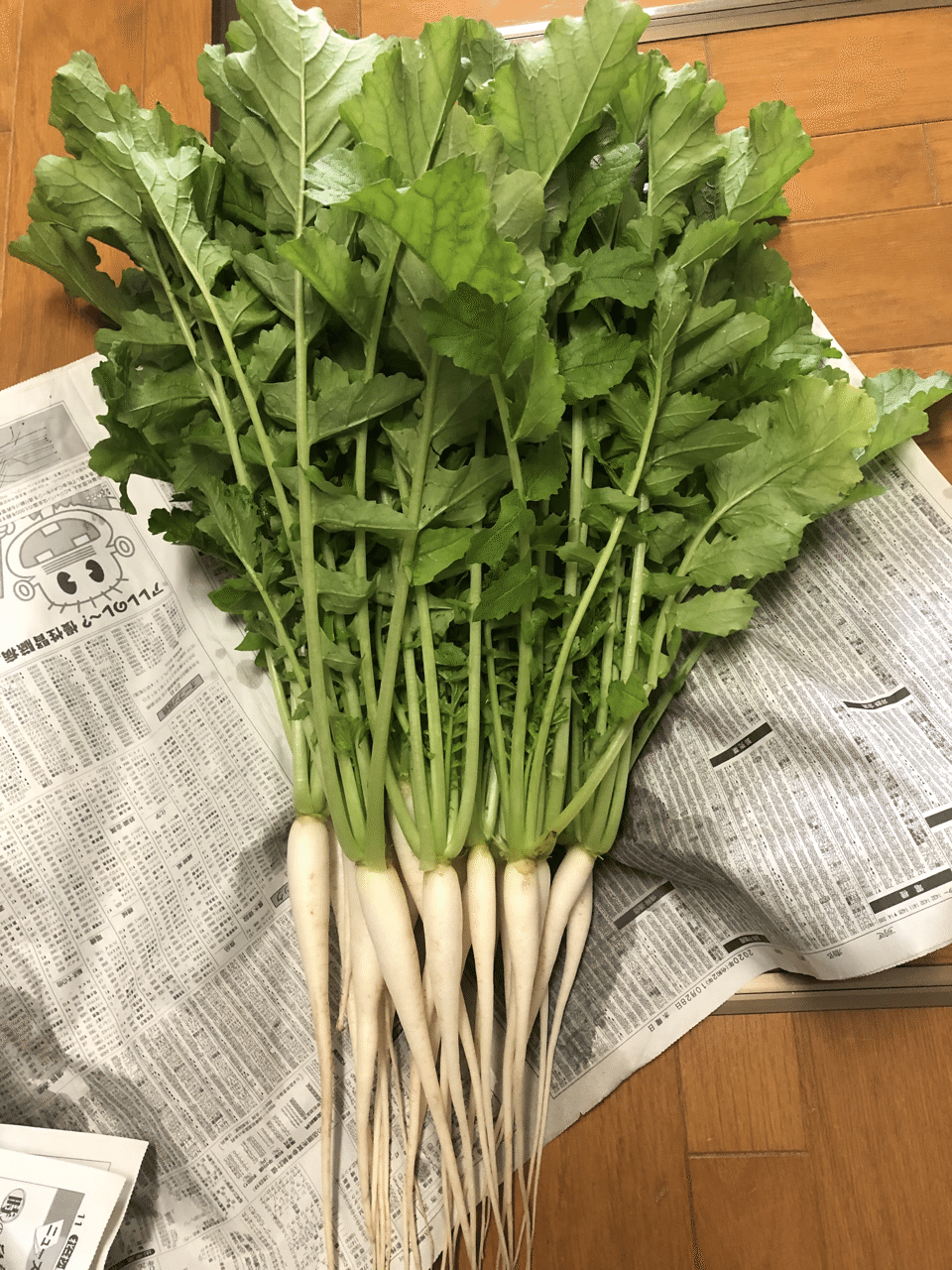 友達から大根の間引き菜をもらった Keisuke Note