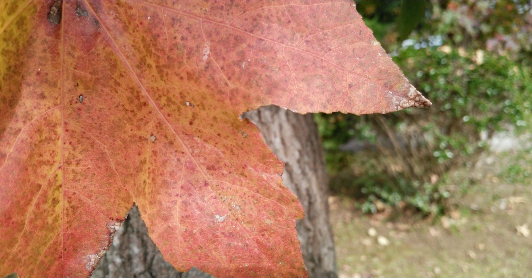 植物との会話 辛島信芳 Note