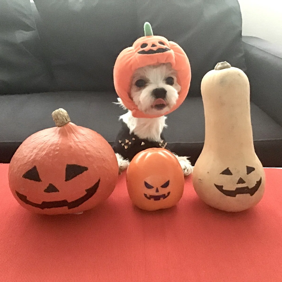 画像16