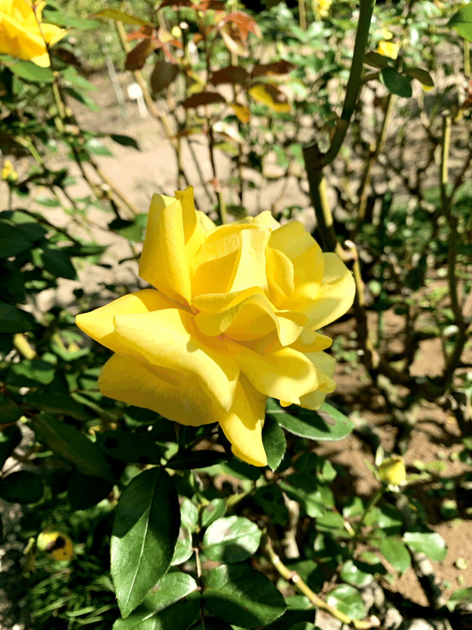 鎌倉文学館 秋の薔薇 11 1 ミクジ Note 鎌倉文学館 秋の薔薇 11 1 ミクジ Note