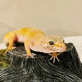 Geckoちゃん