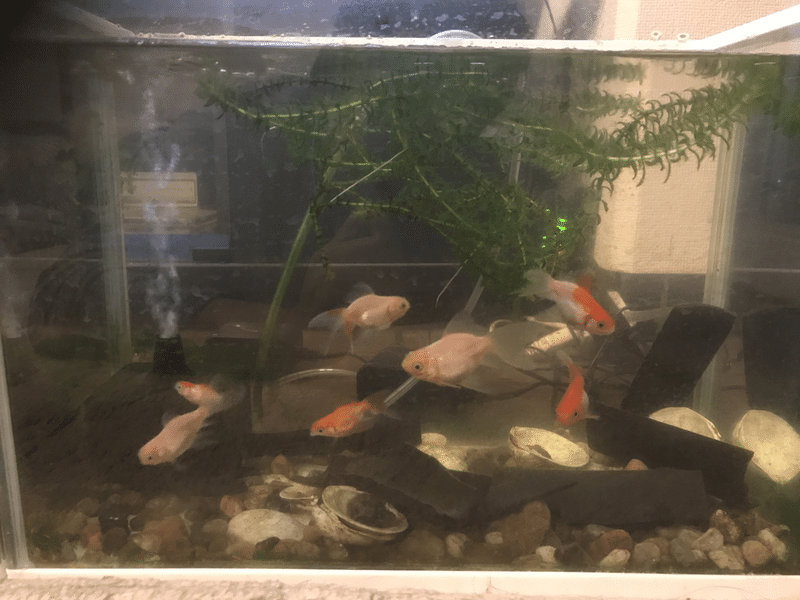 金魚を飼いました 10 Mr K Note