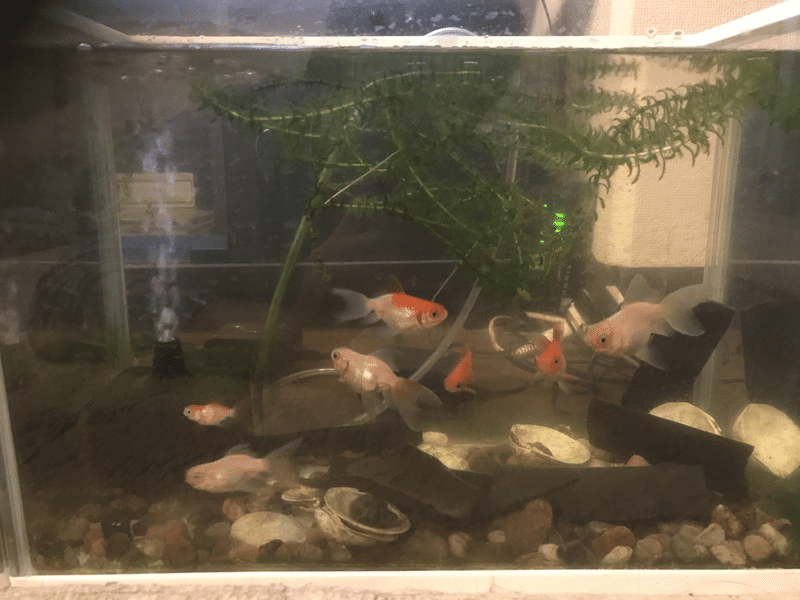 金魚を飼いました 10 Mr K Note