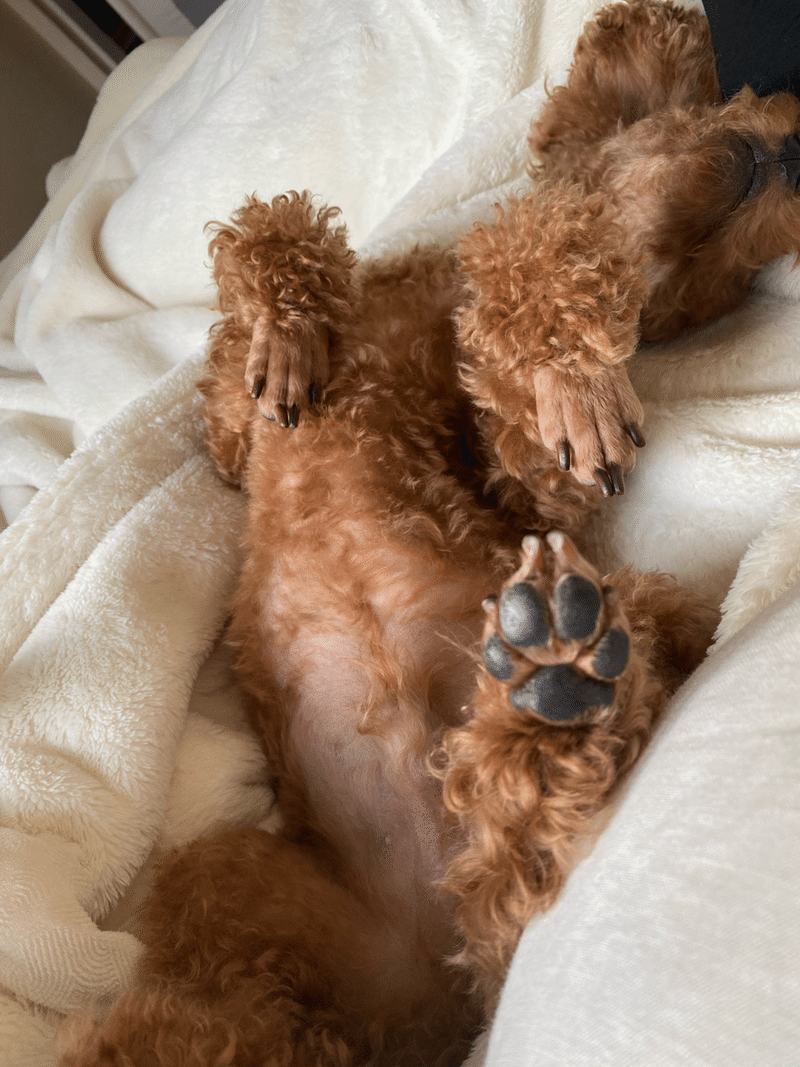 犬との暮らしって しあわせのかたち Pon Note
