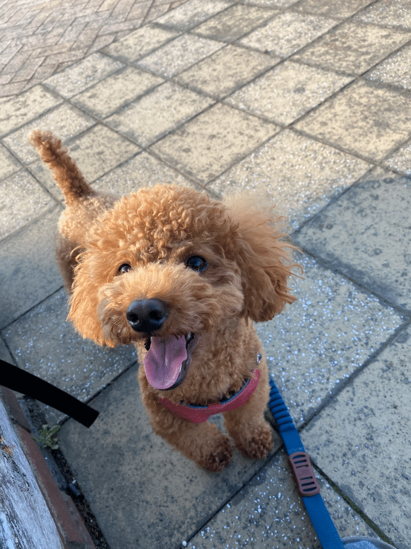 犬との暮らしって しあわせのかたち のっぷ Note