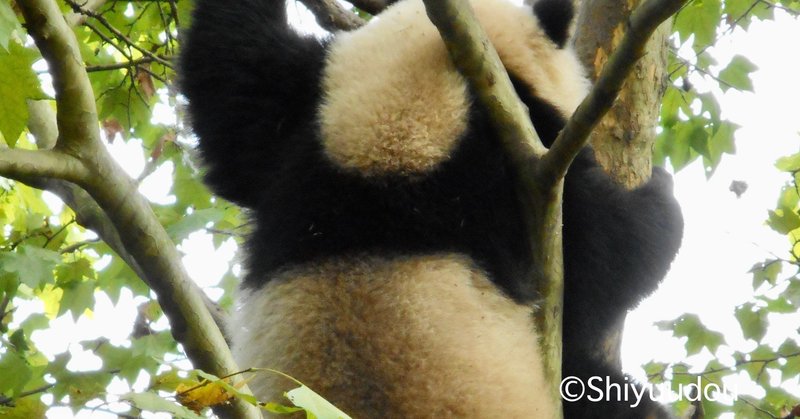 パンダ棚 中国のパンダニュースを読む No 26 11 2 Shiyuudou Note