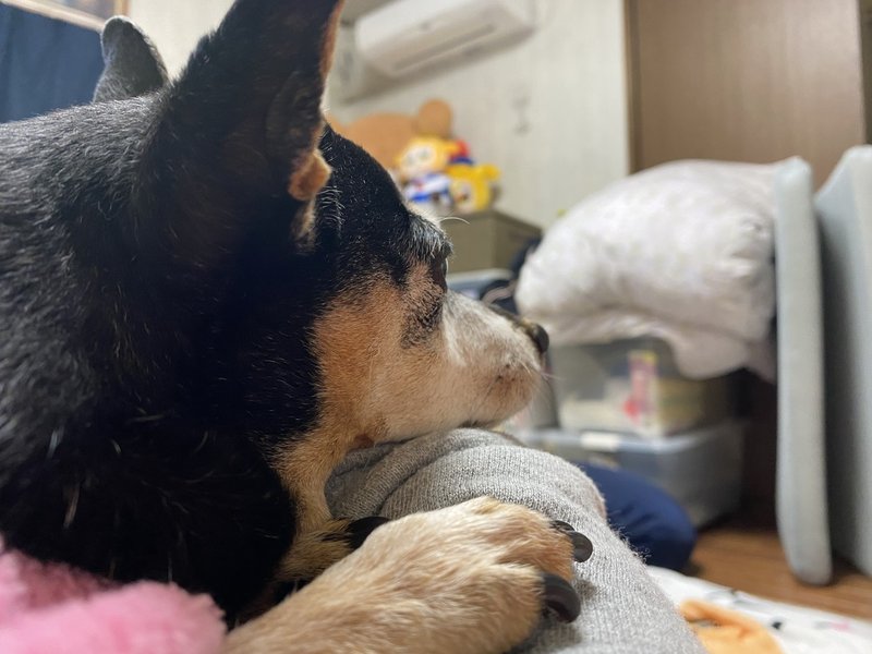 11 01 日記 犬のほっぺた 衝動的日記 Note 11 01 日記 犬のほっぺた 衝動的日記 Note