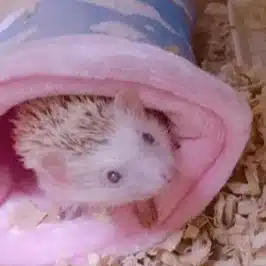 てこてこたすく