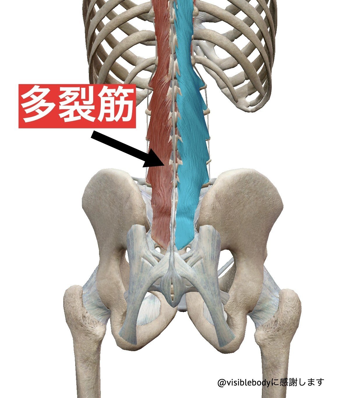 多裂筋