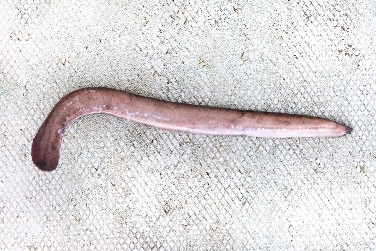 秋田県内で唯一 棒アナゴ を作る漁師の思い 株式会社兼丸漁業 伊藤徳洋 あきたびじょんbreak Note 秋田県内で唯一 棒アナゴ を作る漁師の思い 株式会社兼丸漁業 伊藤徳洋 あきたびじょんbreak Note