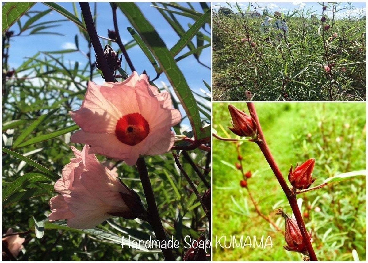 ローゼル2020 (1)下処理｜ゆりくま 〜せっけんと葉っぱと色と香り〜