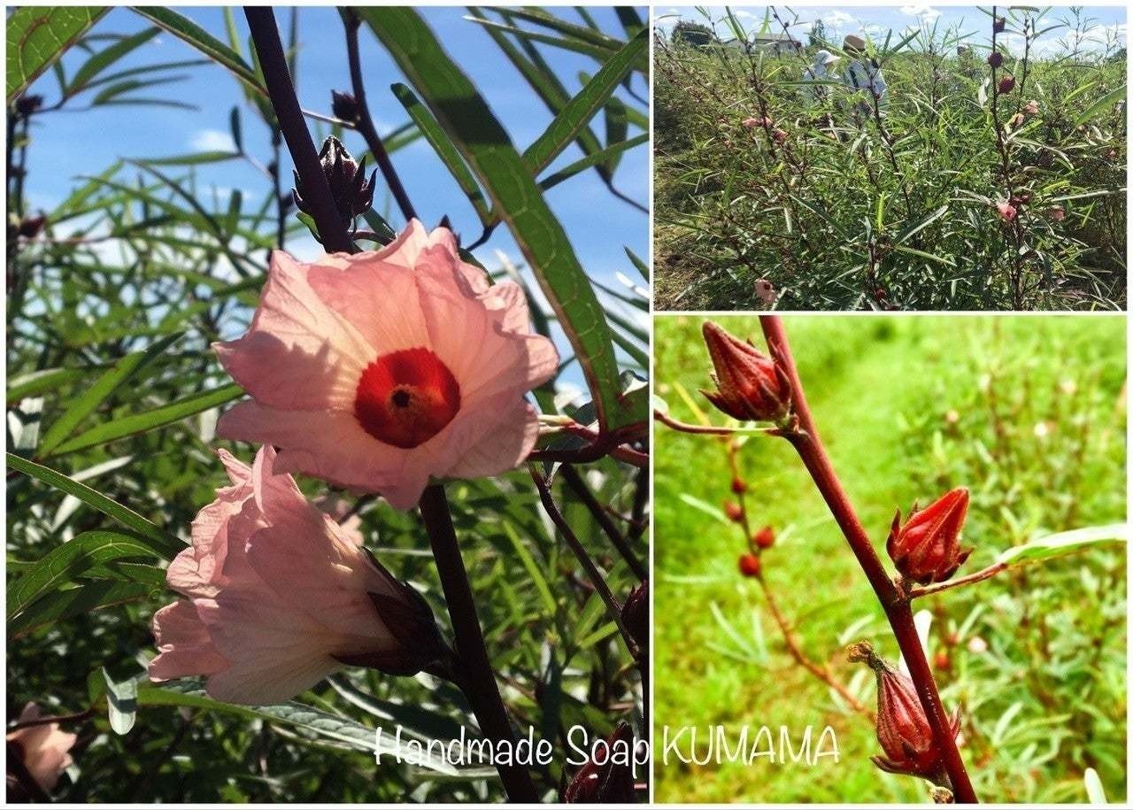 ローゼル 1 下処理 ゆりくま せっけんと葉っぱと色と香り Note ローゼル 1 下処理 ゆりくま せっけんと葉っぱと色と香り Note