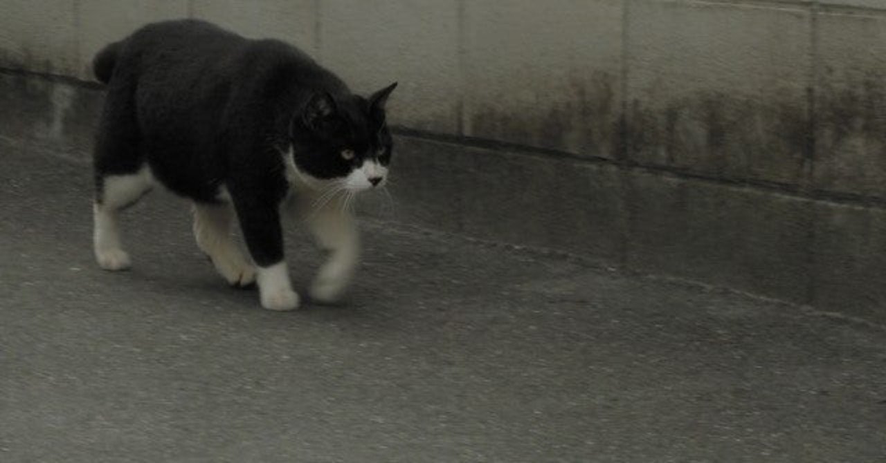 ウーバー配達 見つからない飲食店｜遊猫｜note