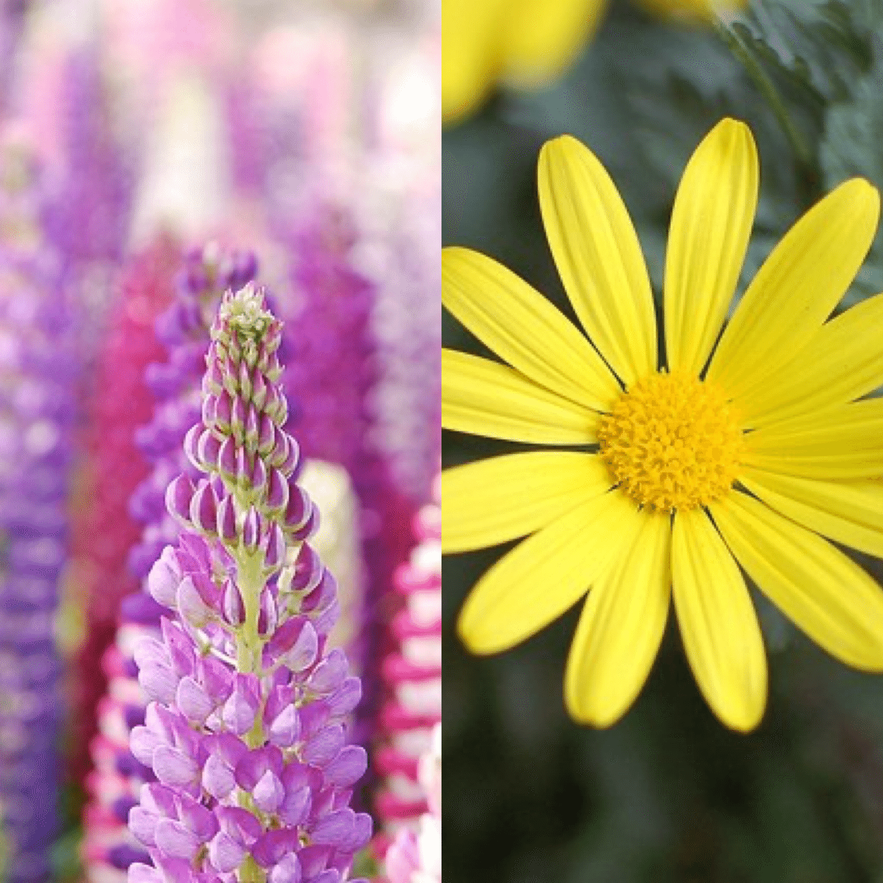 11月2日お誕生日の方おめでとうございます 今日の誕生花の花言葉は ルピナス 想像力 いつも幸せ 貪欲 あなたは私の安らぎ ユリオプスデージー 円満な関係 夫婦円満 明るい愛 今日も素敵な1 Monstera18 Note