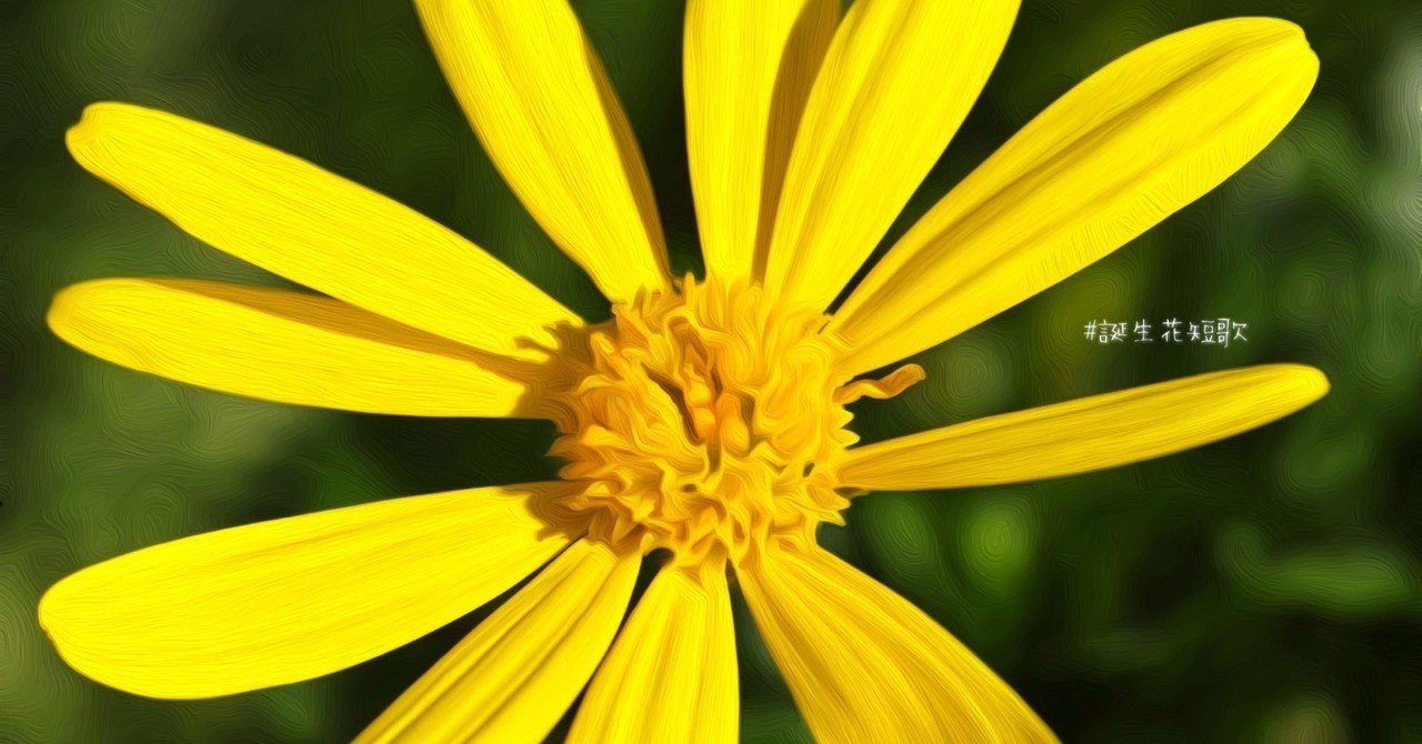 11月2日 誕生花はユリオプスデイジー 誕生花短歌 御子柴 流歌 Note 11月2日 誕生花はユリオプスデイジー 誕生花短歌 御子柴 流歌 Note