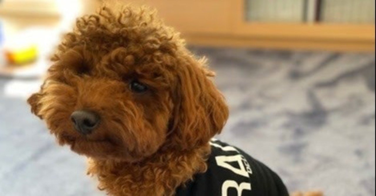 トイプードルってどんな犬 Y I Dog Academy Note