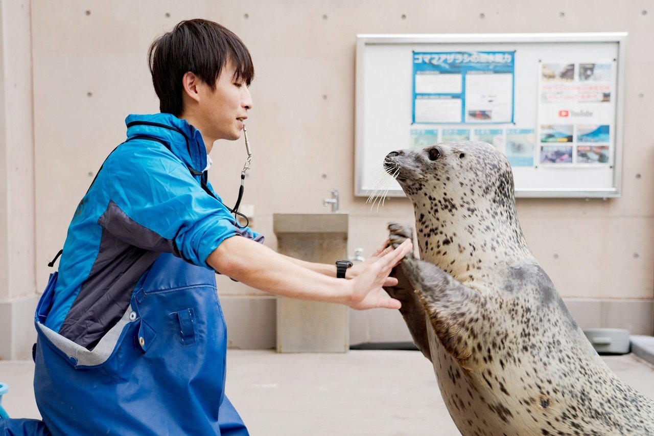 ゴマフアザラシ飼育係のYouTubeが大人気！その理由を徹底取材してきた