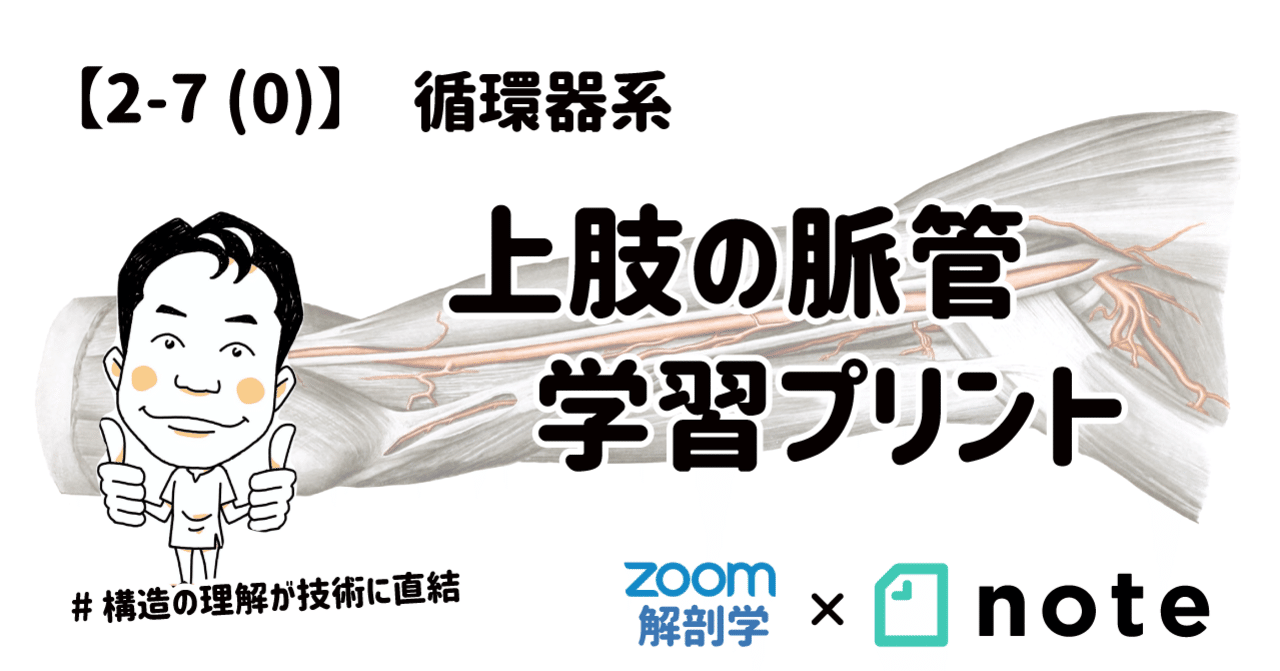 2-7 (0)】循環器系 - 上肢の脈管 学習プリント｜かずひろ先生（黒澤