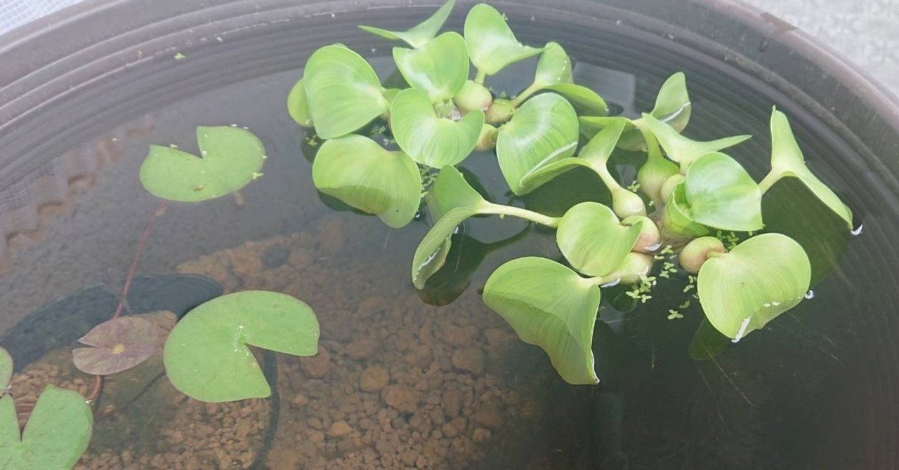 白い虫から気付くこと にしはる Note 白い虫から気付くこと にしはる Note