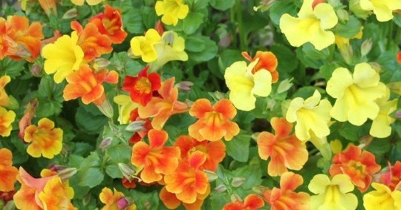 ミムラス の新着タグ記事一覧 Note つくる つながる とどける ミムラス の新着タグ記事一覧 Note つくる つながる とどける