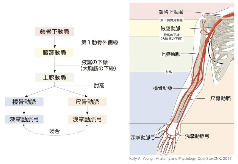 2 7 1 循環器系 上肢の脈管 解説 黒澤一弘 Note