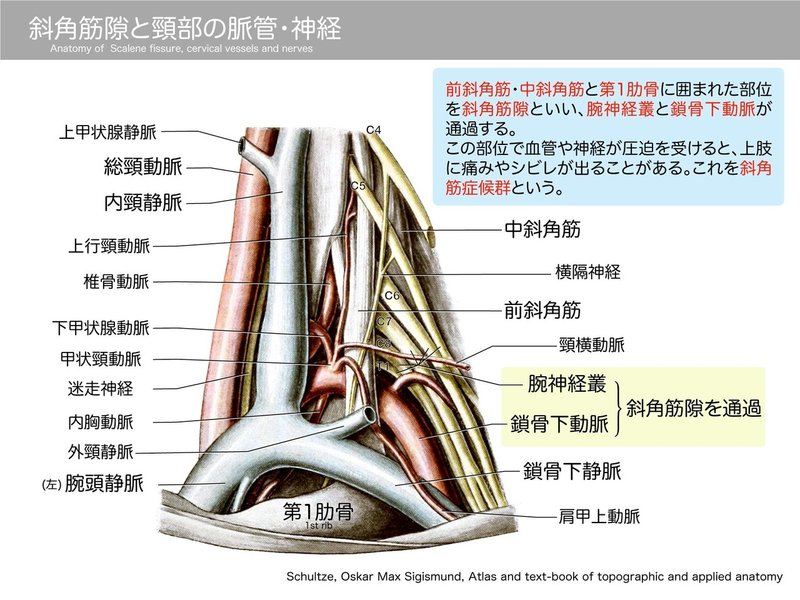 2 7 1 循環器系 上肢の脈管 解説 黒澤一弘 Note