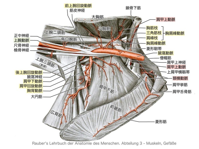2 7 1 循環器系 上肢の脈管 解説 黒澤一弘 Note 2 7 1 循環器系 上肢の脈管 解説 黒澤一弘 Note
