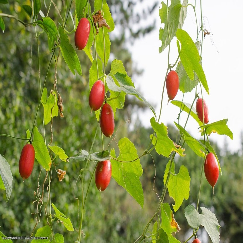 ふじまる虫時間 第5限 カラスウリとスズメガの関係 映像制作会社つばめプロ Note