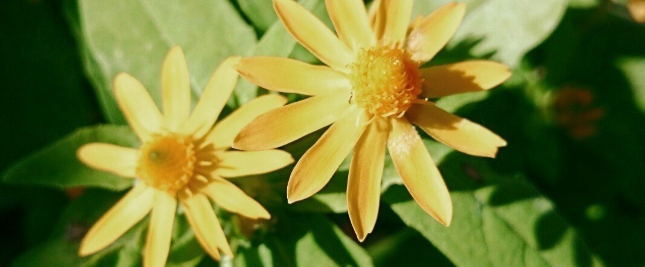 秋の本山散歩 望美 花写真 棚田写真 Note