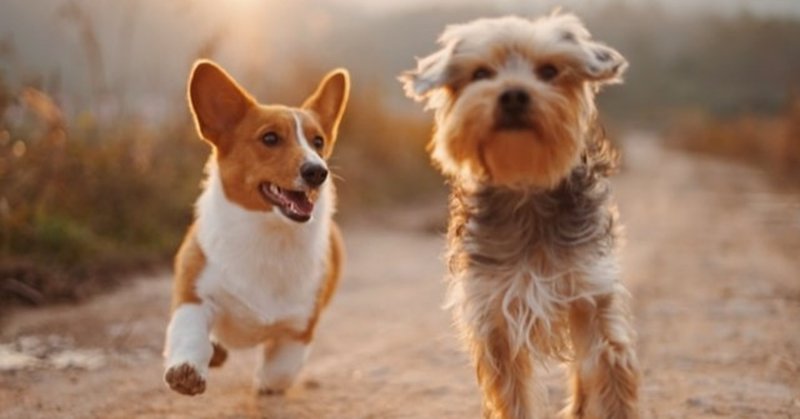 獣医師解説 犬にぶどうは危険 ぶどう中毒の怖さとは Vet1013 Note