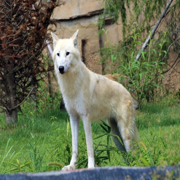 ホッキョクオオカミきょうだいが 那須どうぶつ王国 に慣れるまで 遠吠え映像付 那須どうぶつ王国 日々 どうぶつ日誌