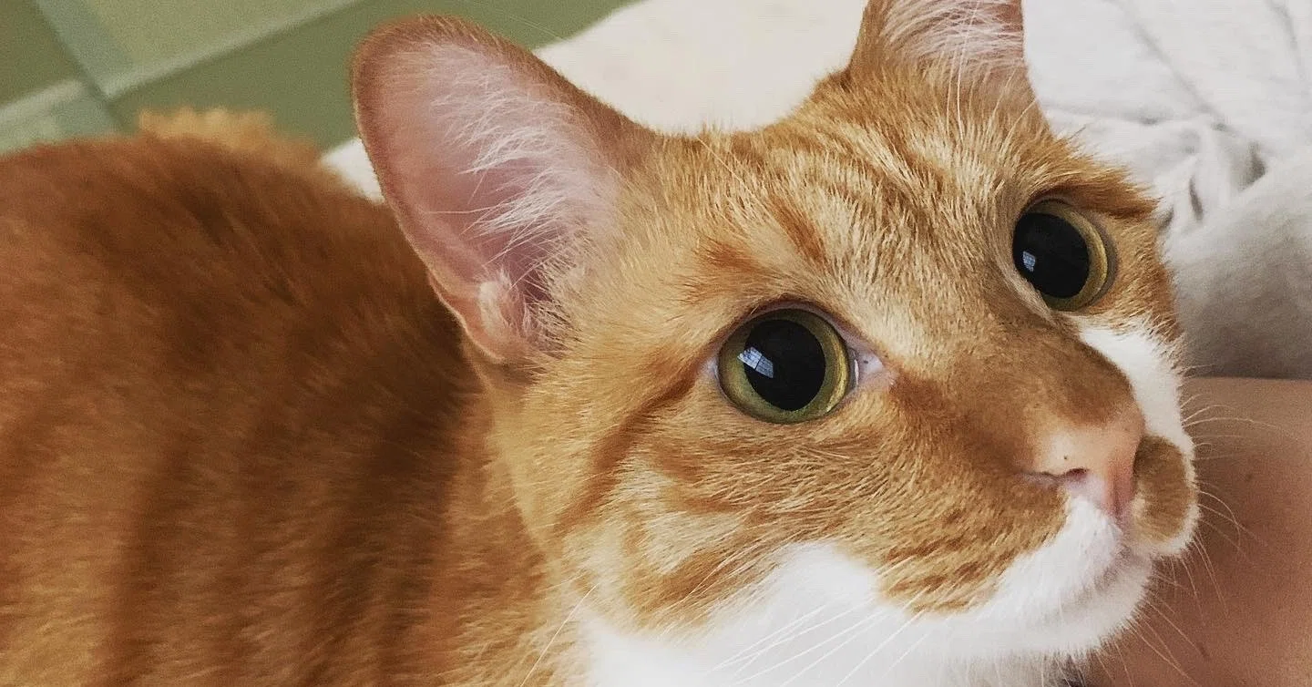 痩せてガリガリ、毛がパサパサになってしまったうちの猫を回復させた話 