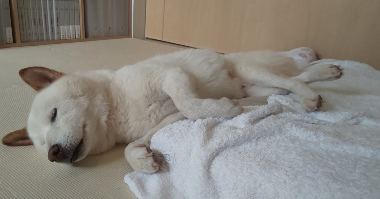 愛犬のおむつ 適正サイズは 犬の介護 Una Ricca Note 愛犬のおむつ 適正サイズは 犬の介護 Una Ricca Note