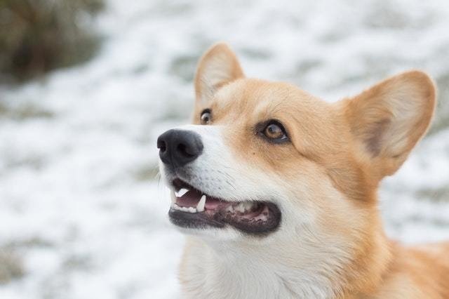 獣医師解説 犬にぶどうは危険 ぶどう中毒の怖さとは Vet1013 Note 獣医師解説 犬にぶどうは危険 ぶどう中毒の怖さとは Vet1013 Note