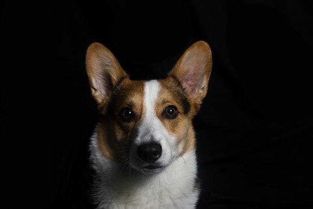 獣医師解説 犬にぶどうは危険 ぶどう中毒の怖さとは Vet1013 Note