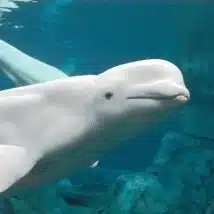 パリのなっちゃん