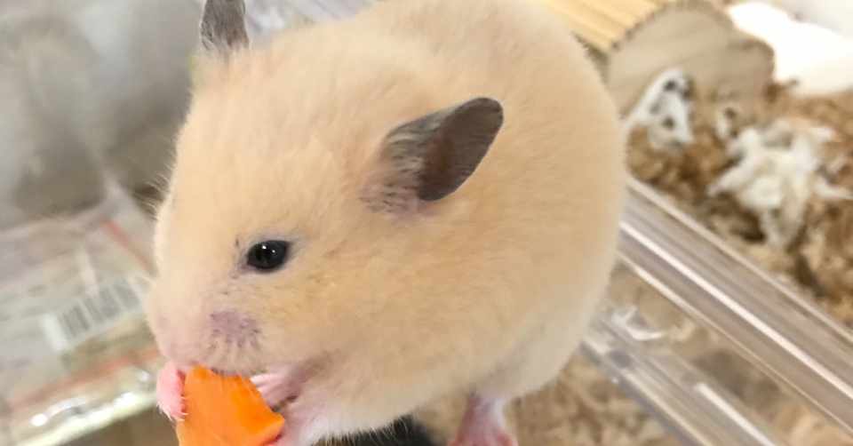 ハムスターからもらった 癒し以外の贈り物 すずきゆうじ Note