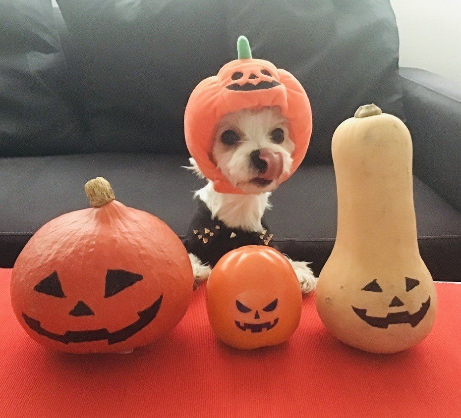 栄養満点にちがいない バターナッツかぼちゃのハロウィン風ポタージュ ユイじょり Note 栄養満点にちがいない バターナッツかぼちゃのハロウィン風ポタージュ ユイじょり Note