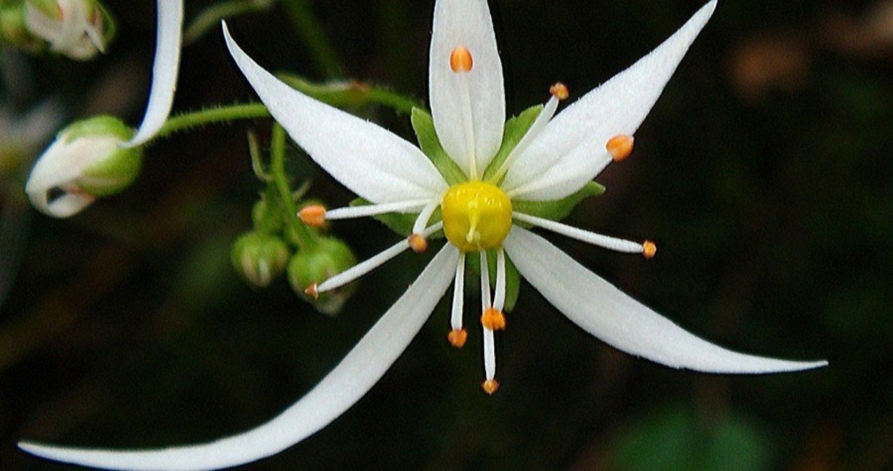 誕生花短歌 の新着タグ記事一覧 Note つくる つながる とどける