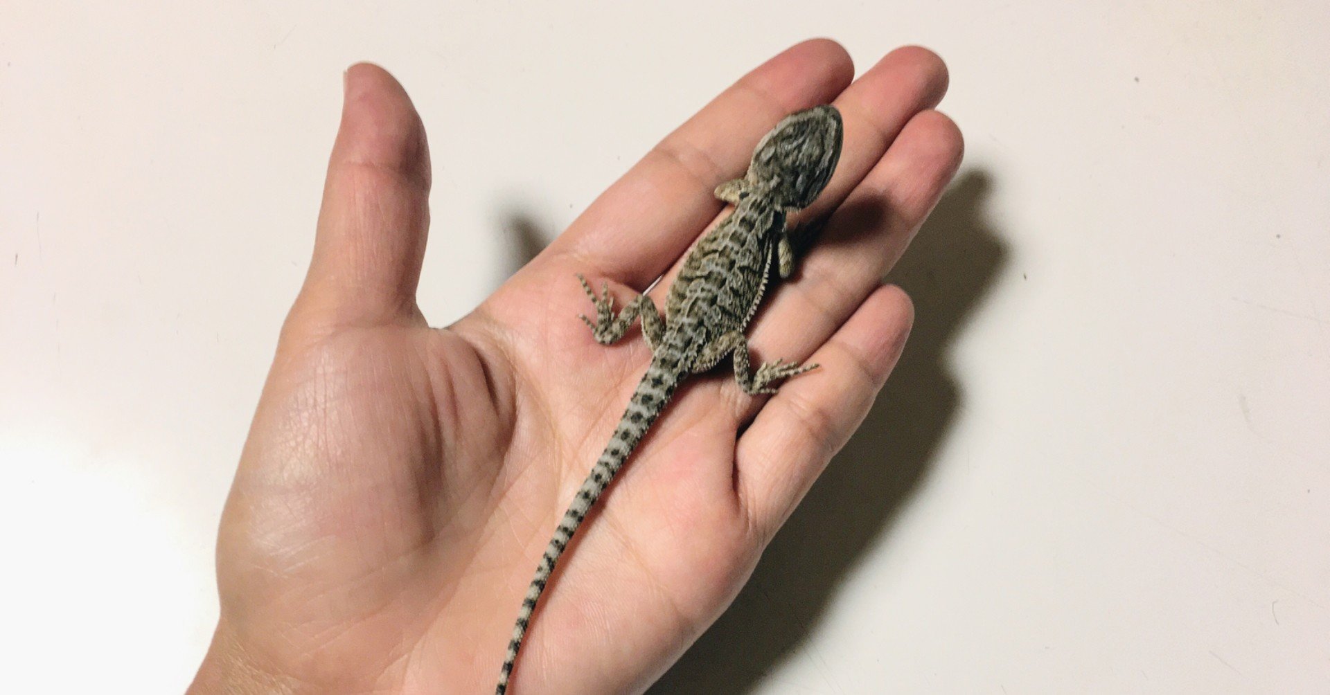 フトアゴヒゲトカゲの赤ちゃん マメ Note