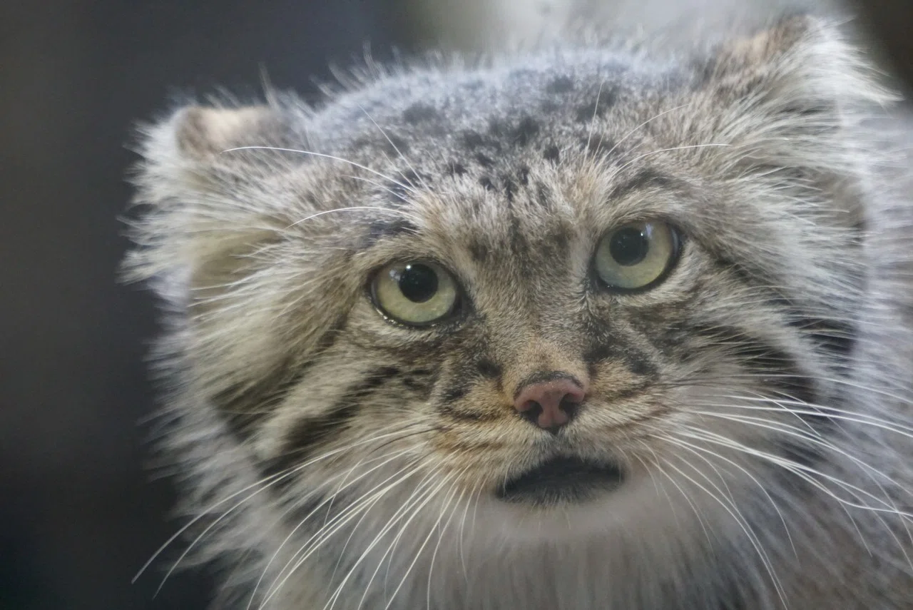 コロナで集客60%減! 動物園の動物たちはどうなるの？｜那須どうぶつ