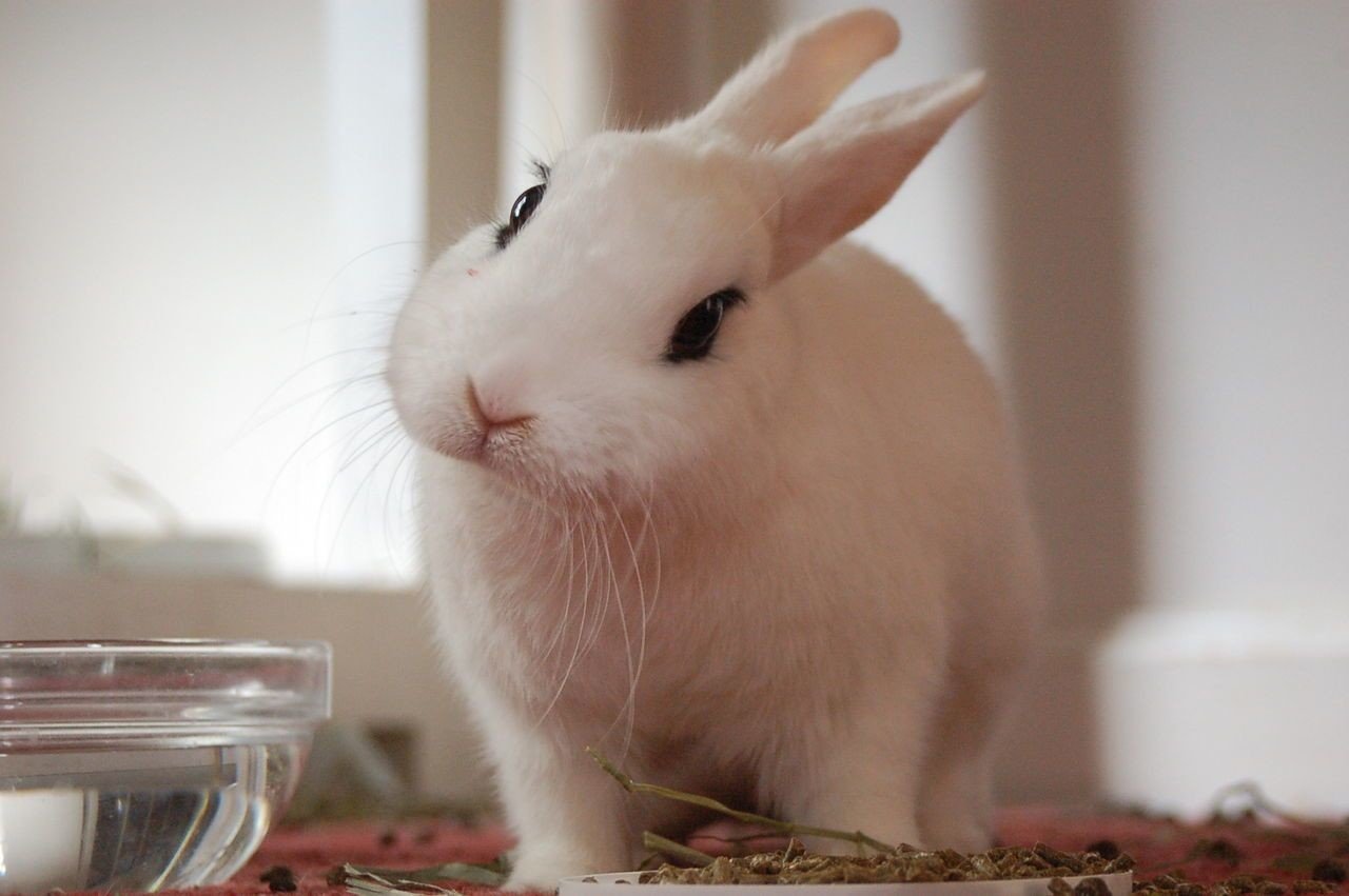 どう頑張っても結局ウサギのかわいさには勝てない けいりーはみるとんの定理 Note どう頑張っても結局ウサギのかわいさには勝てない けいりーはみるとんの定理 Note