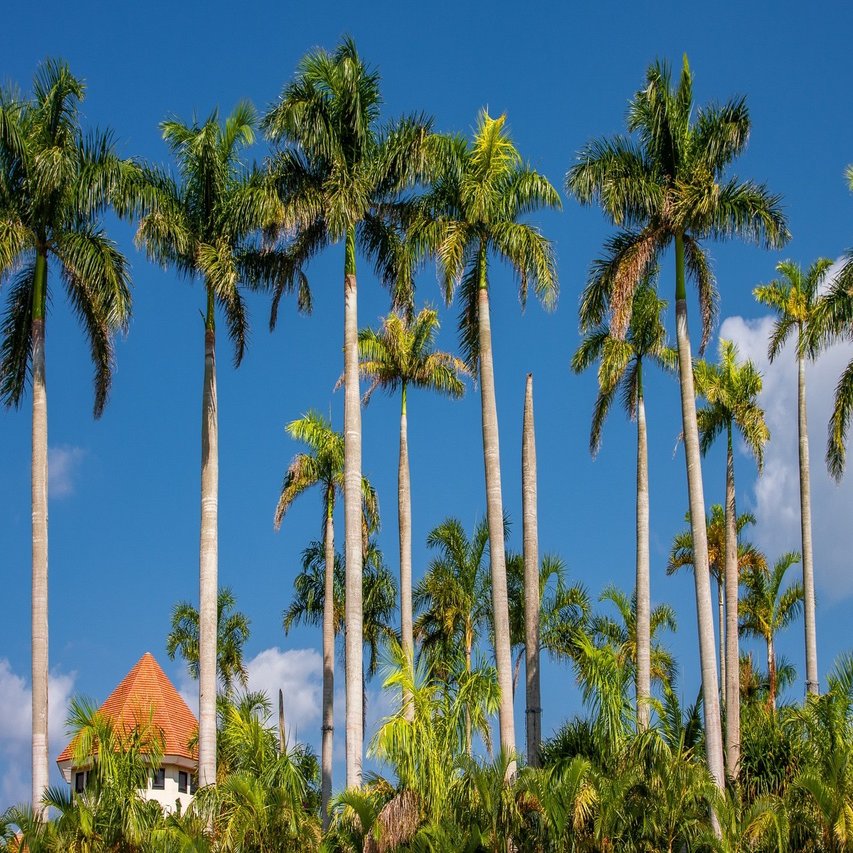 師走の沖縄 東南植物楽園 Zenpaku Note